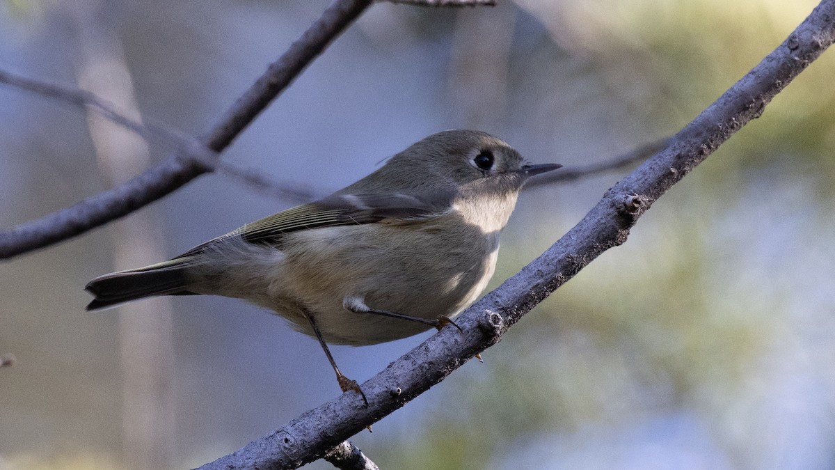 Ruby-crowned Kinglet - ML646147051