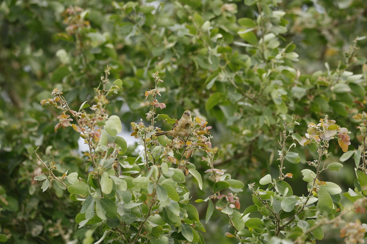 Cinnamon-rumped Seedeater - ML646147052