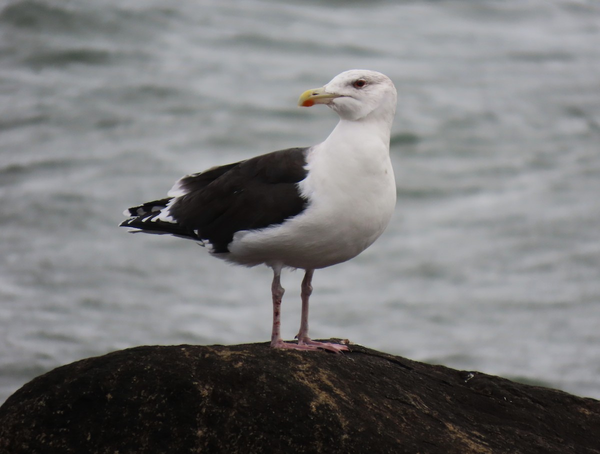 Great Black-backed Gull - ML646147076