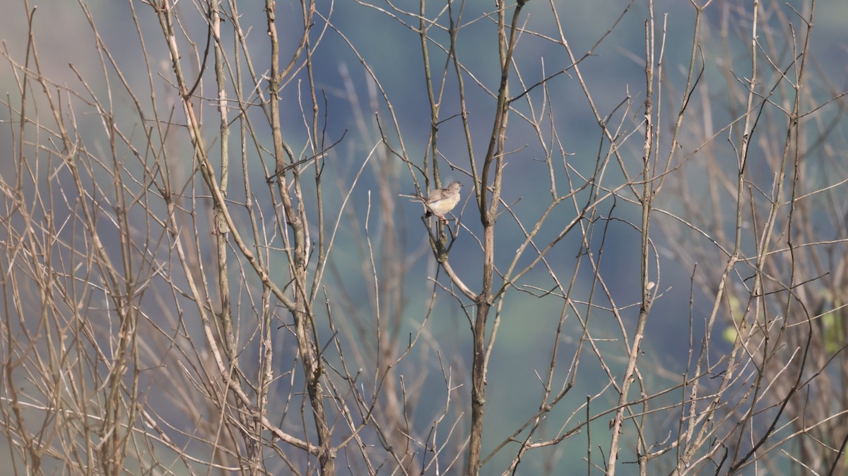 Plain Prinia - ML646147085