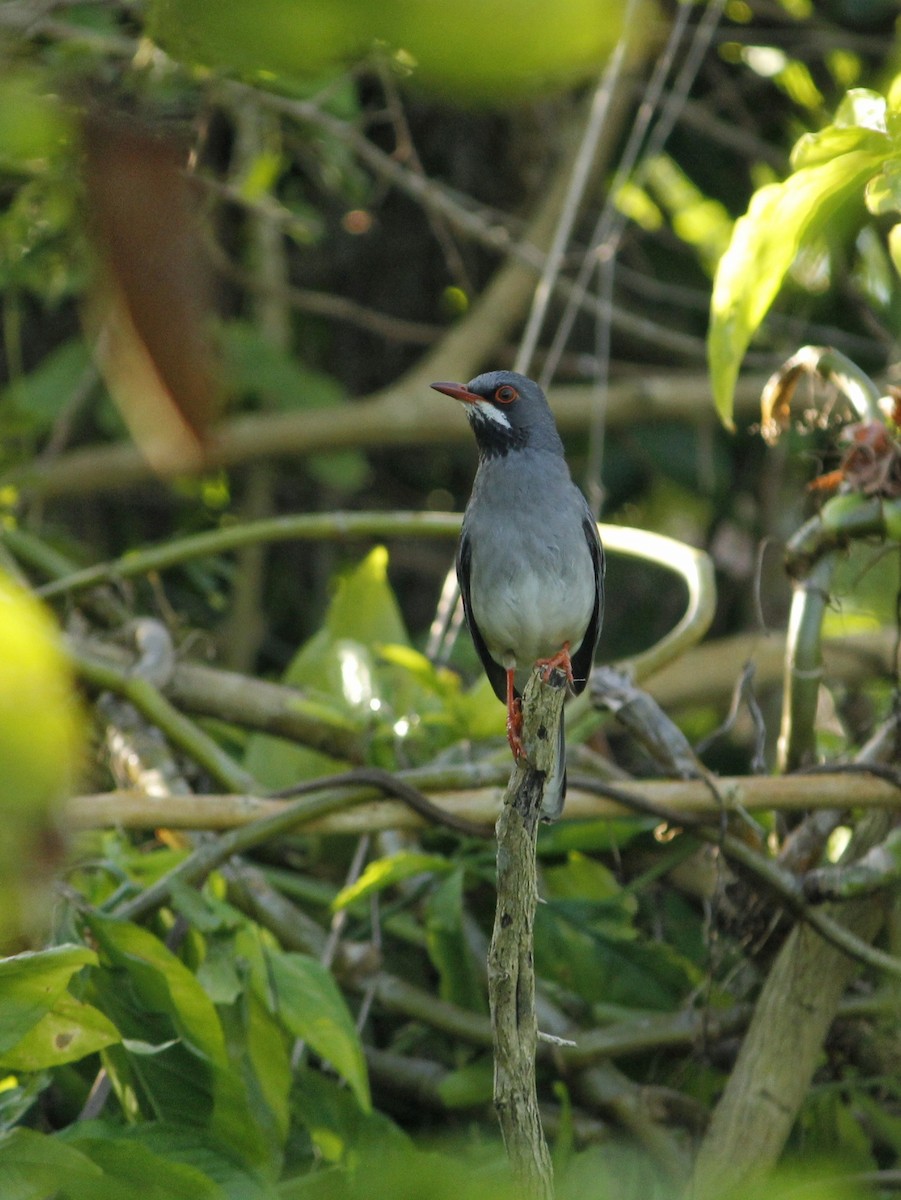 Western Red-legged Thrush - ML646147088