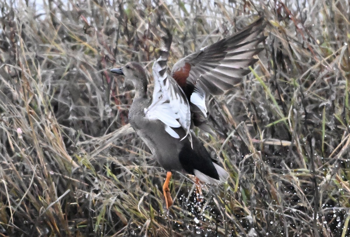kopřivka obecná - ML646147089
