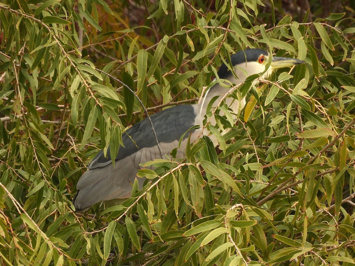 Black-crowned Night Heron - ML646147090