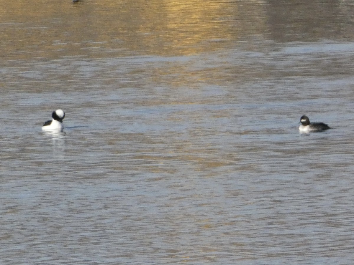 Bufflehead - ML646147093