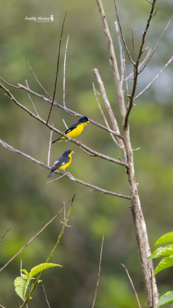 Lesser Goldfinch - ML646147095