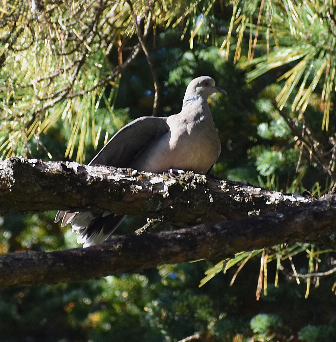 mongolturteldue - ML646147096