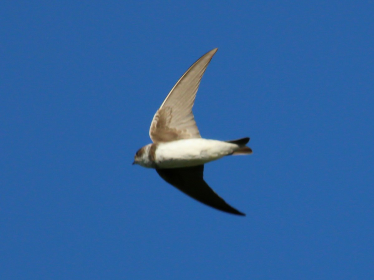 Bank Swallow - ML646147098