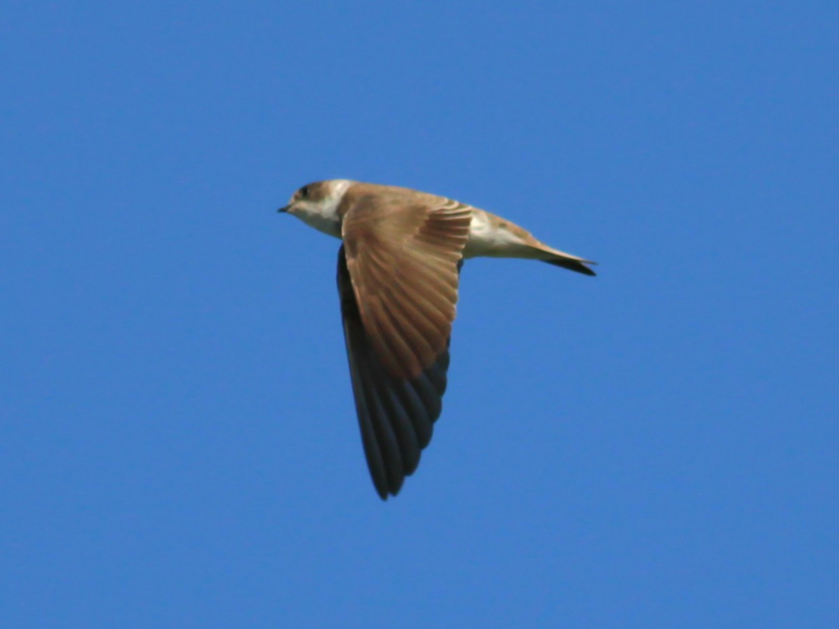 Bank Swallow - ML646147099