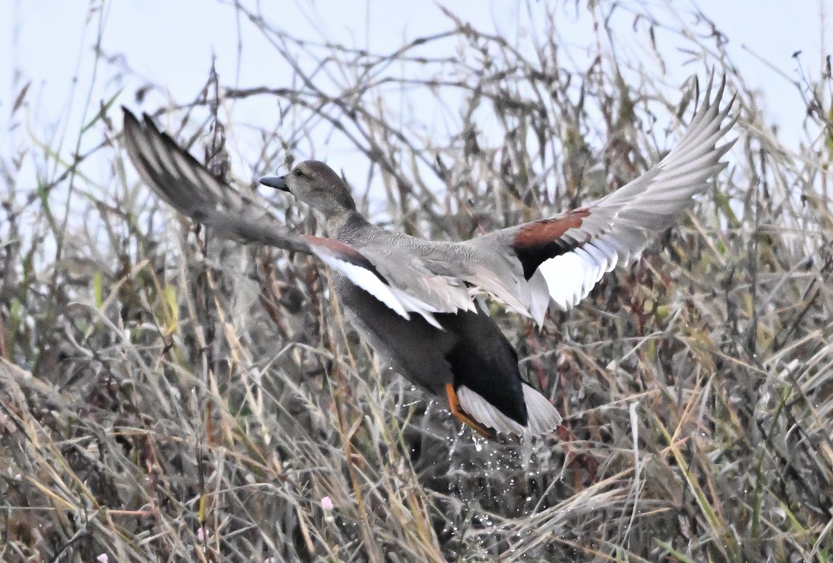 kopřivka obecná - ML646147104