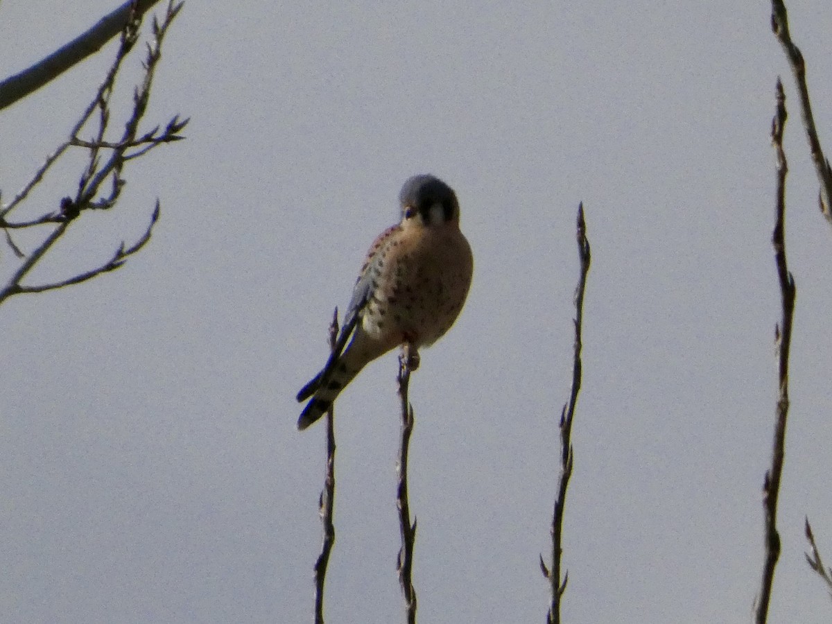 American Kestrel - ML646147111