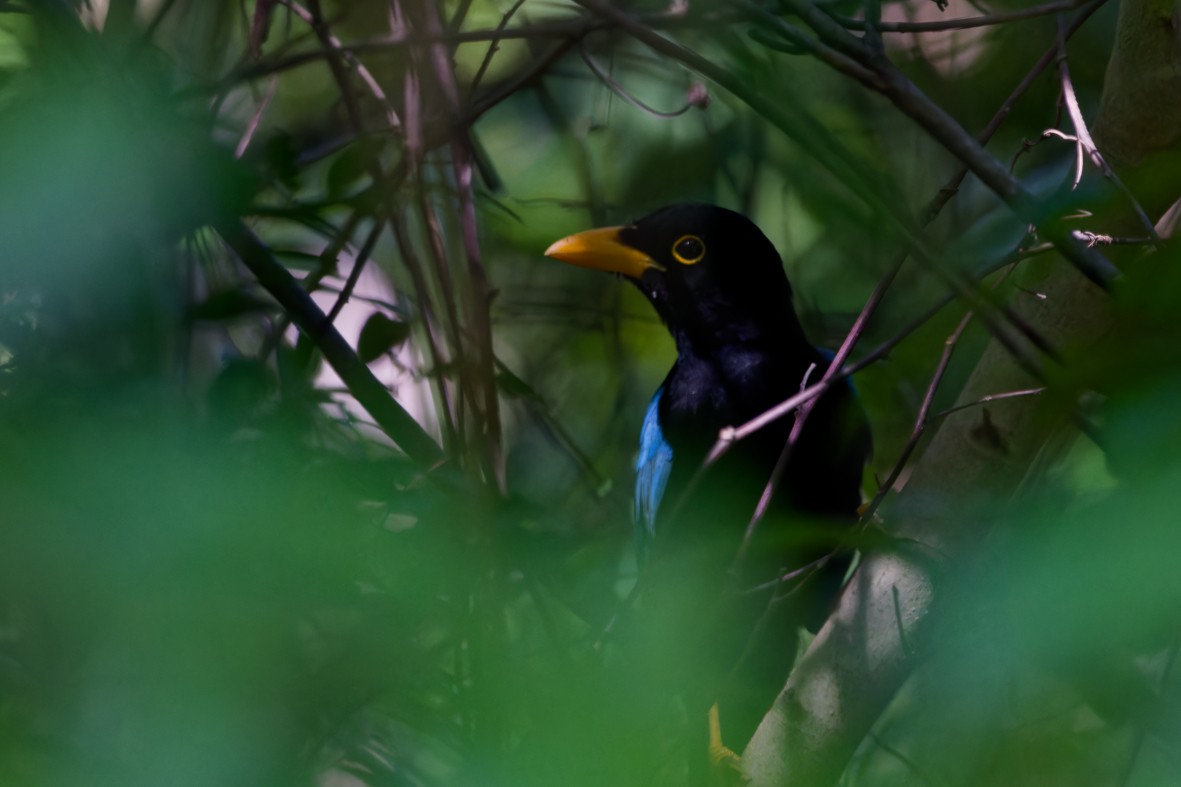 Yucatan Jay - ML646147112