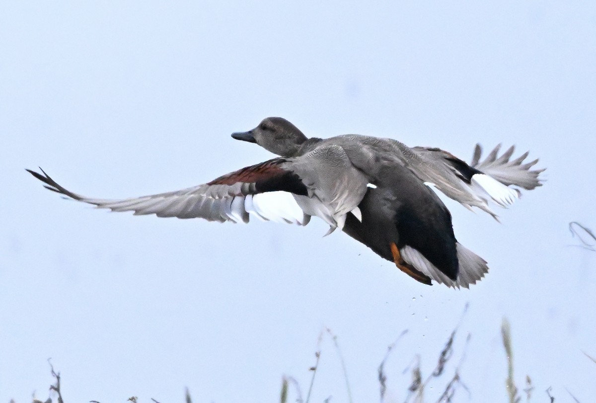 kopřivka obecná - ML646147116