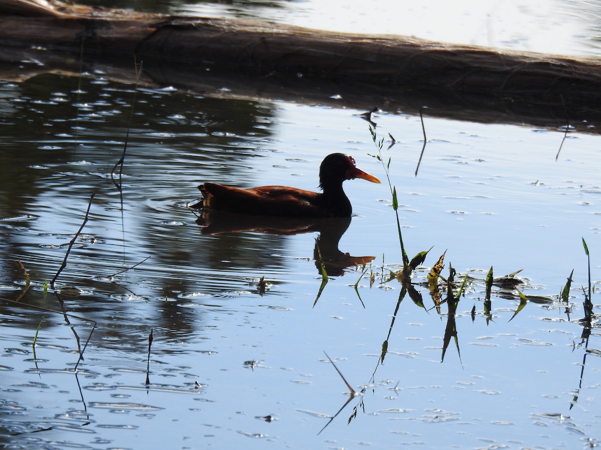 Wattled Jacana - ML646147119