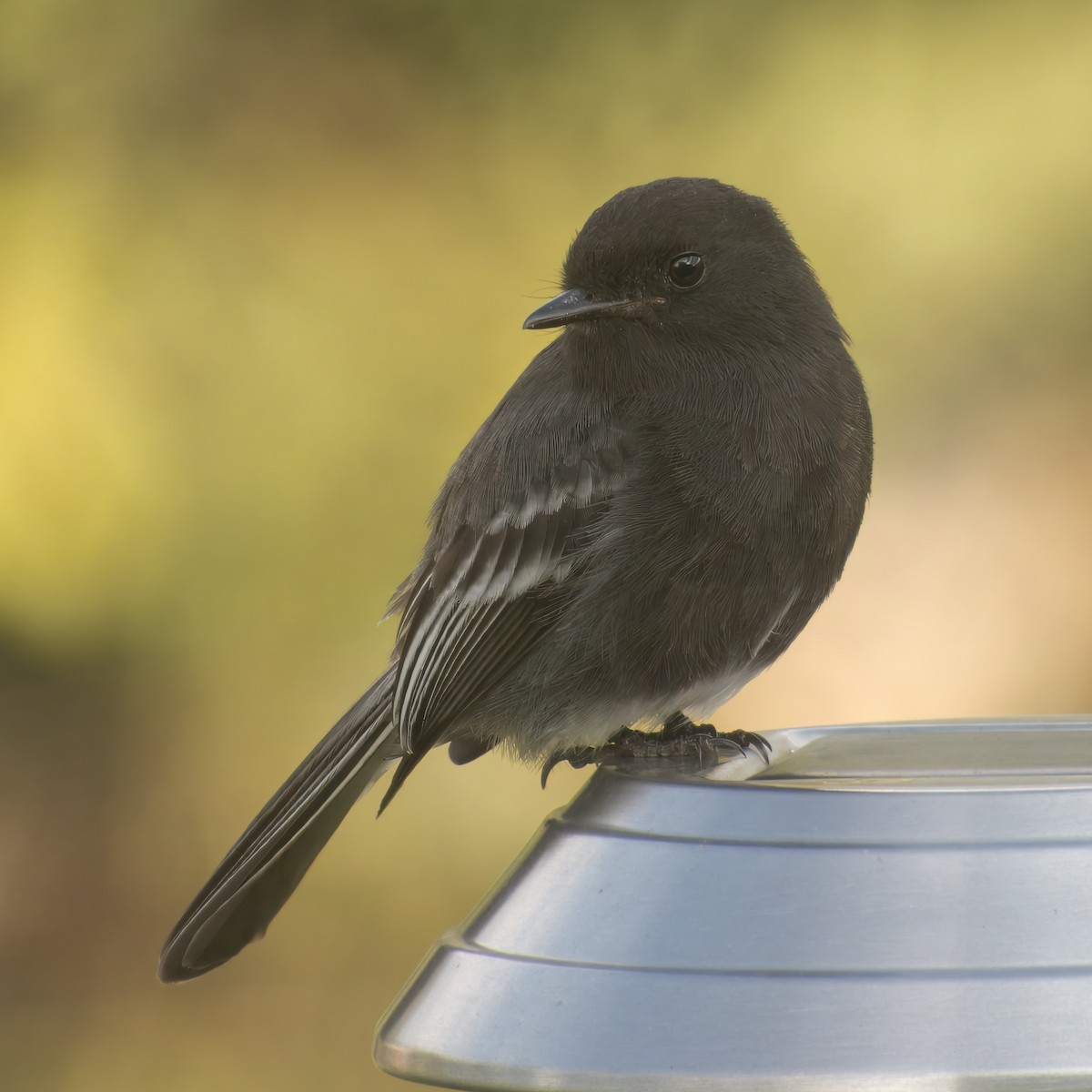 Black Phoebe - ML646147120