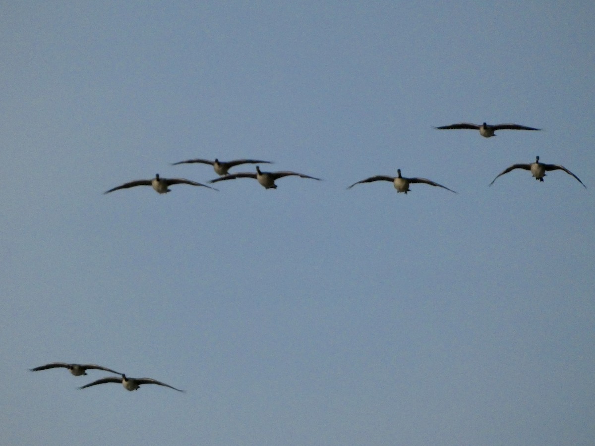 Canada Goose - ML646147121