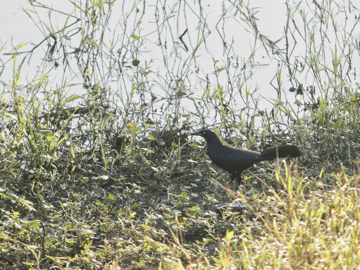 Greater Antillean Grackle - ML646147127