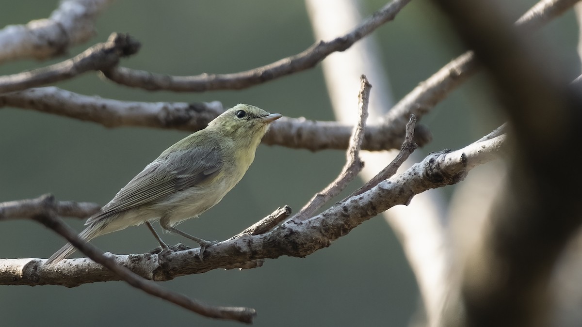 ミドリムシクイ - ML646147129