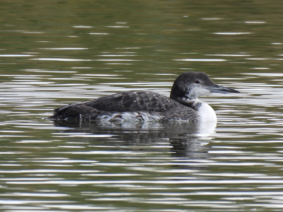 Common Loon - ML646147131