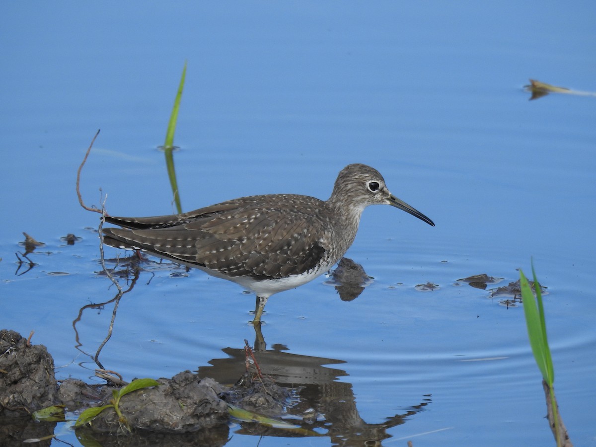 Solitary Sandpiper - ML646147132