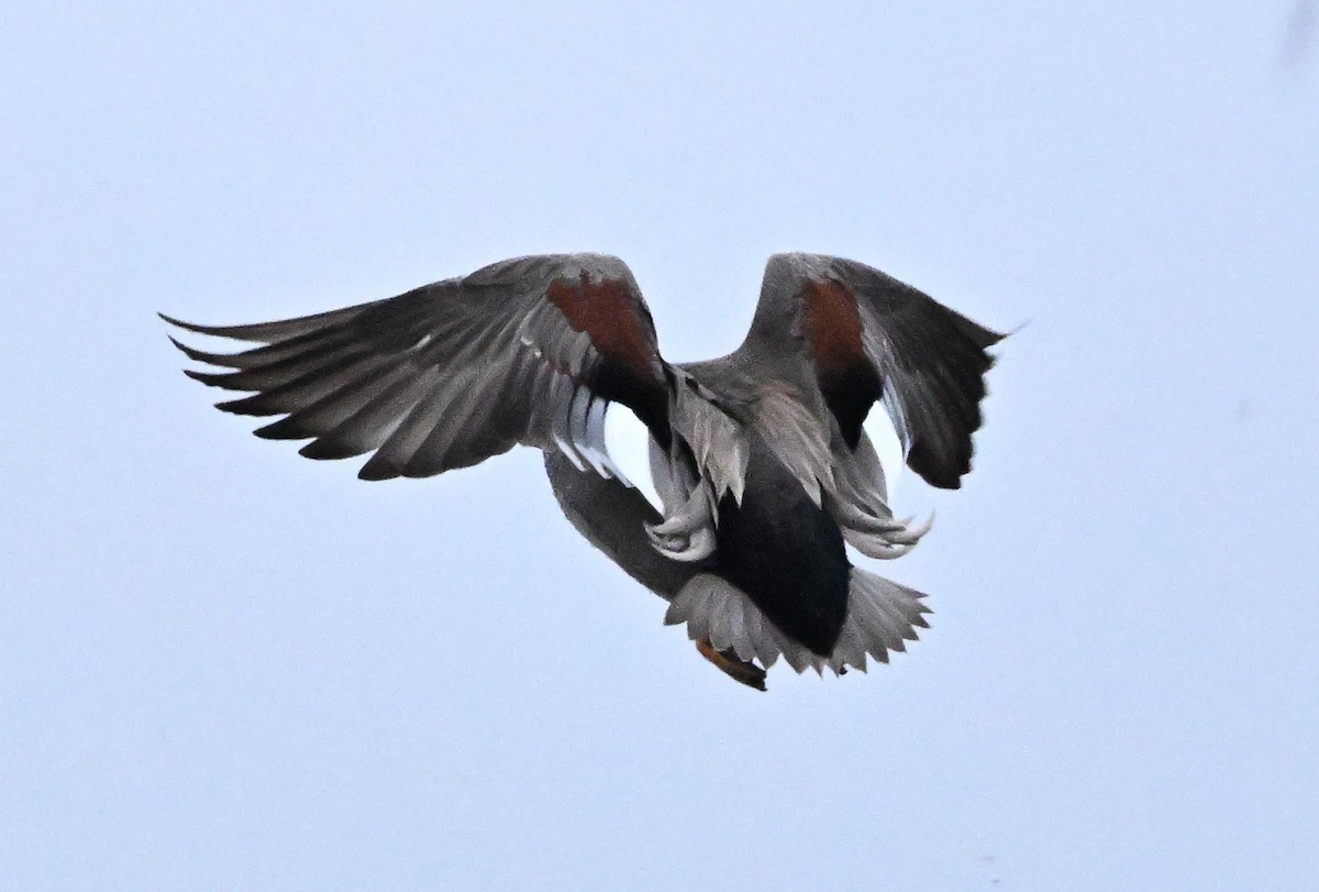 kopřivka obecná - ML646147133