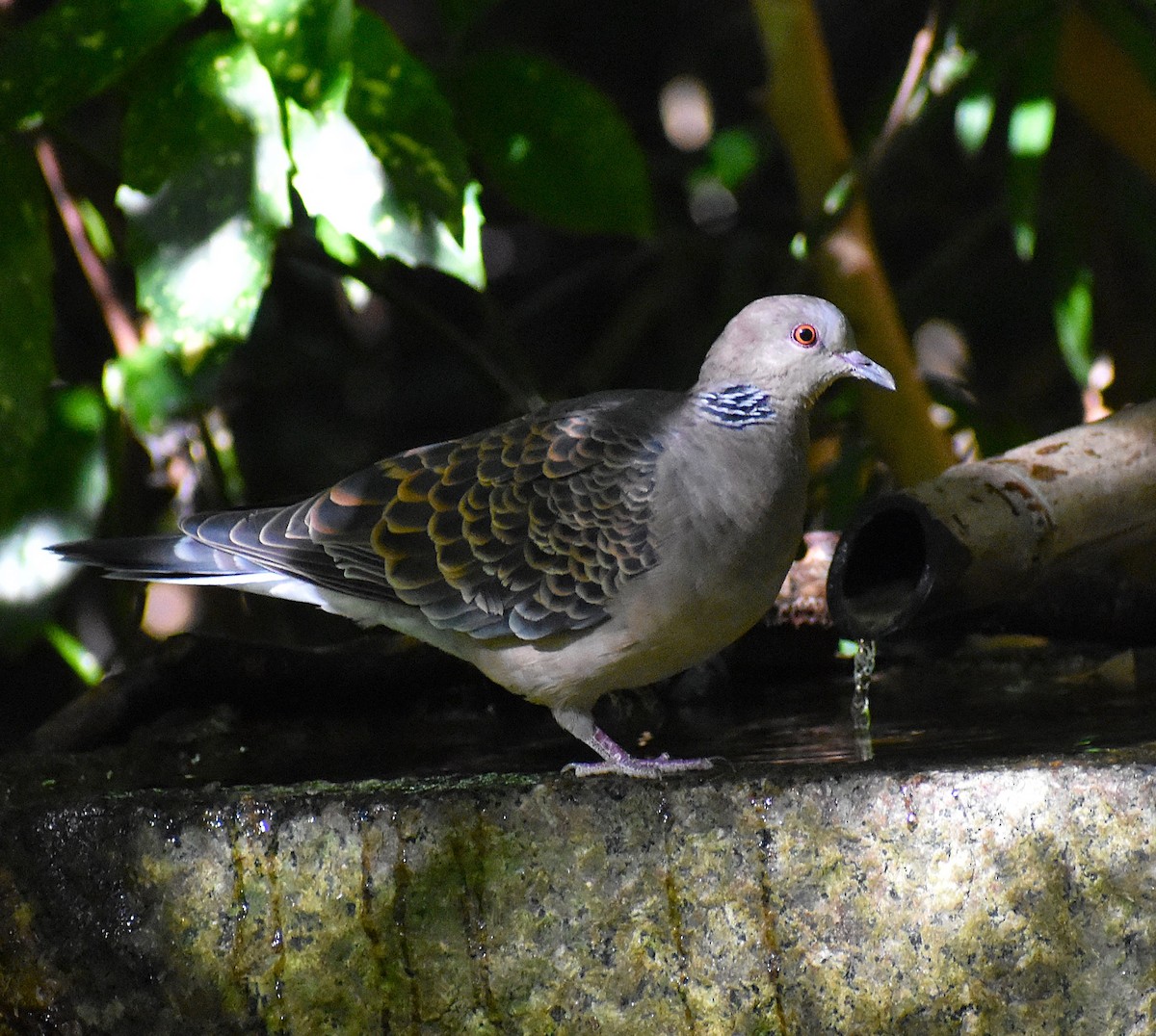 mongolturteldue - ML646147134