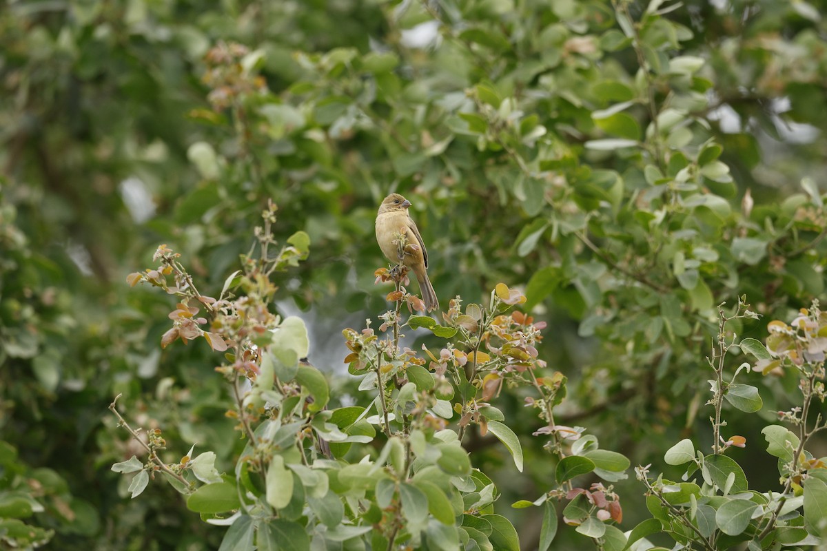 Cinnamon-rumped Seedeater - ML646147135