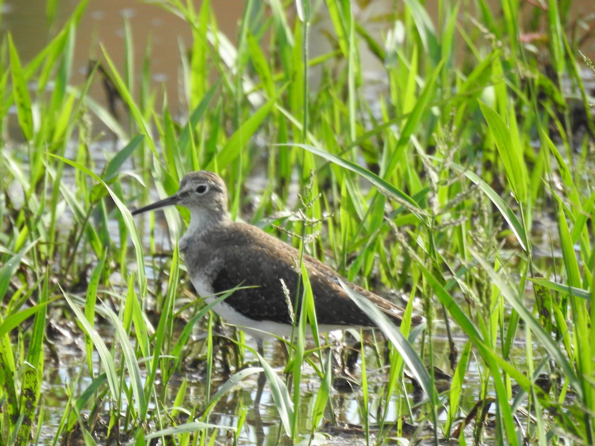 Solitary Sandpiper - ML646147136