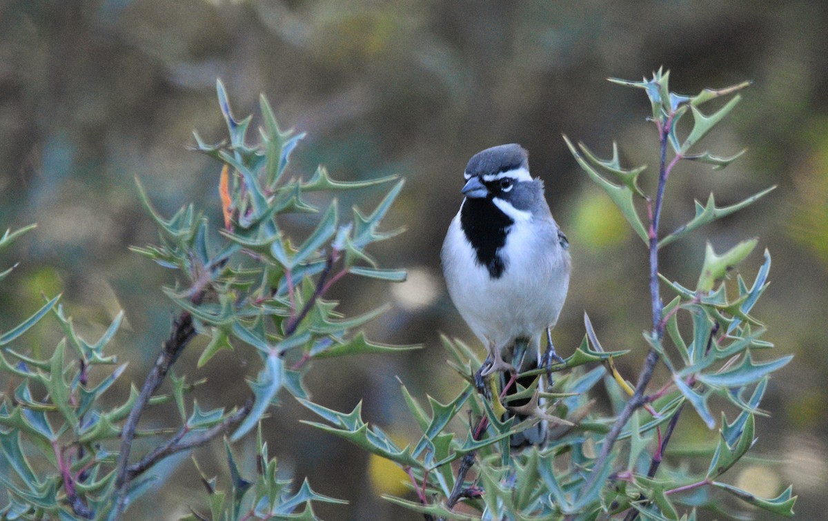 Black-throated Sparrow - ML646147139