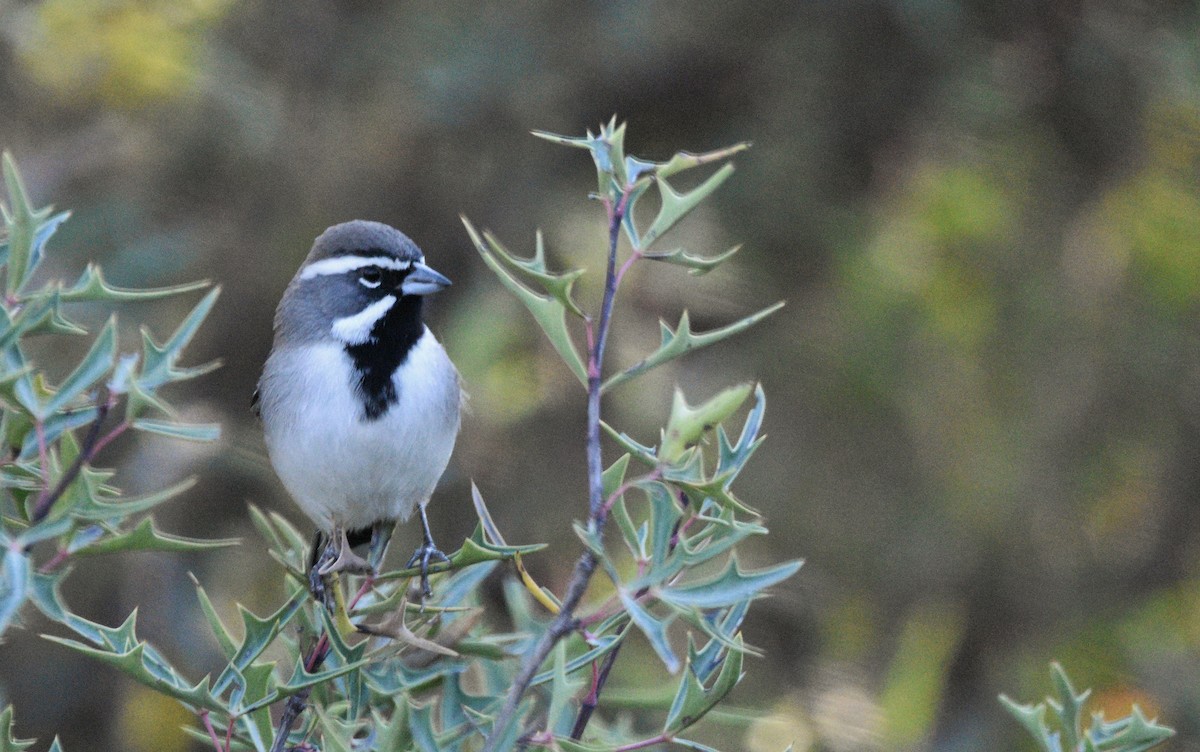 Black-throated Sparrow - ML646147140