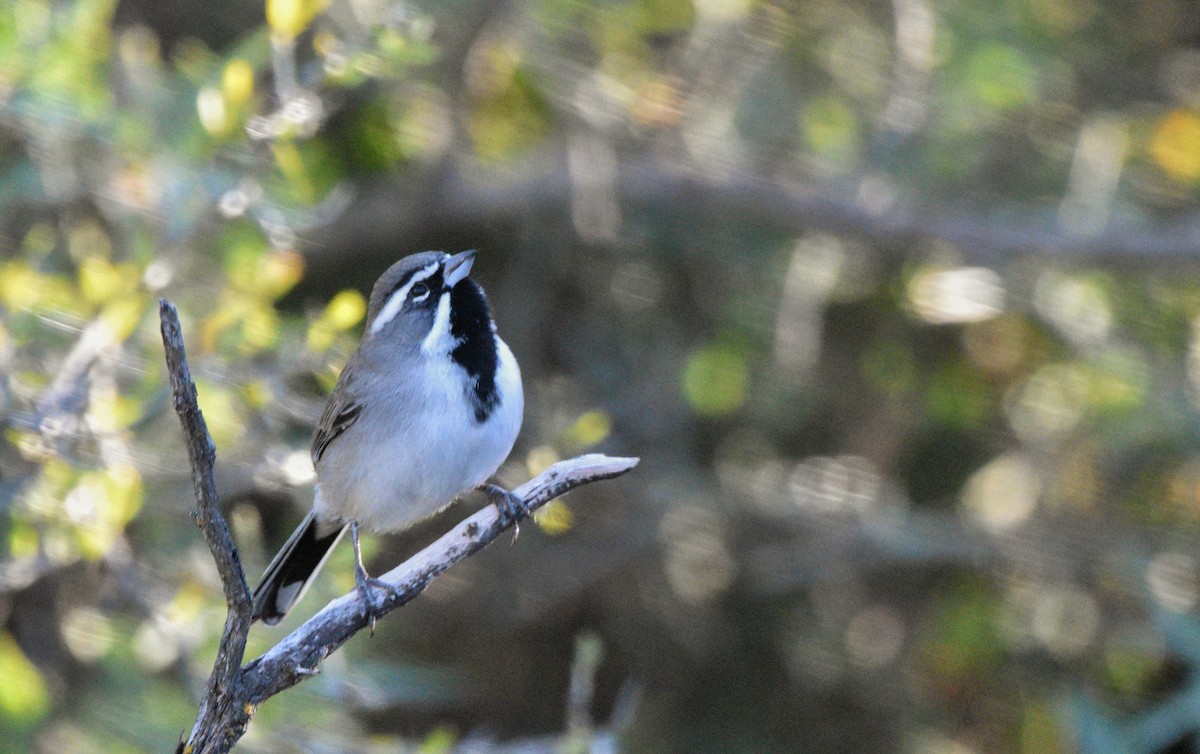 Black-throated Sparrow - ML646147141