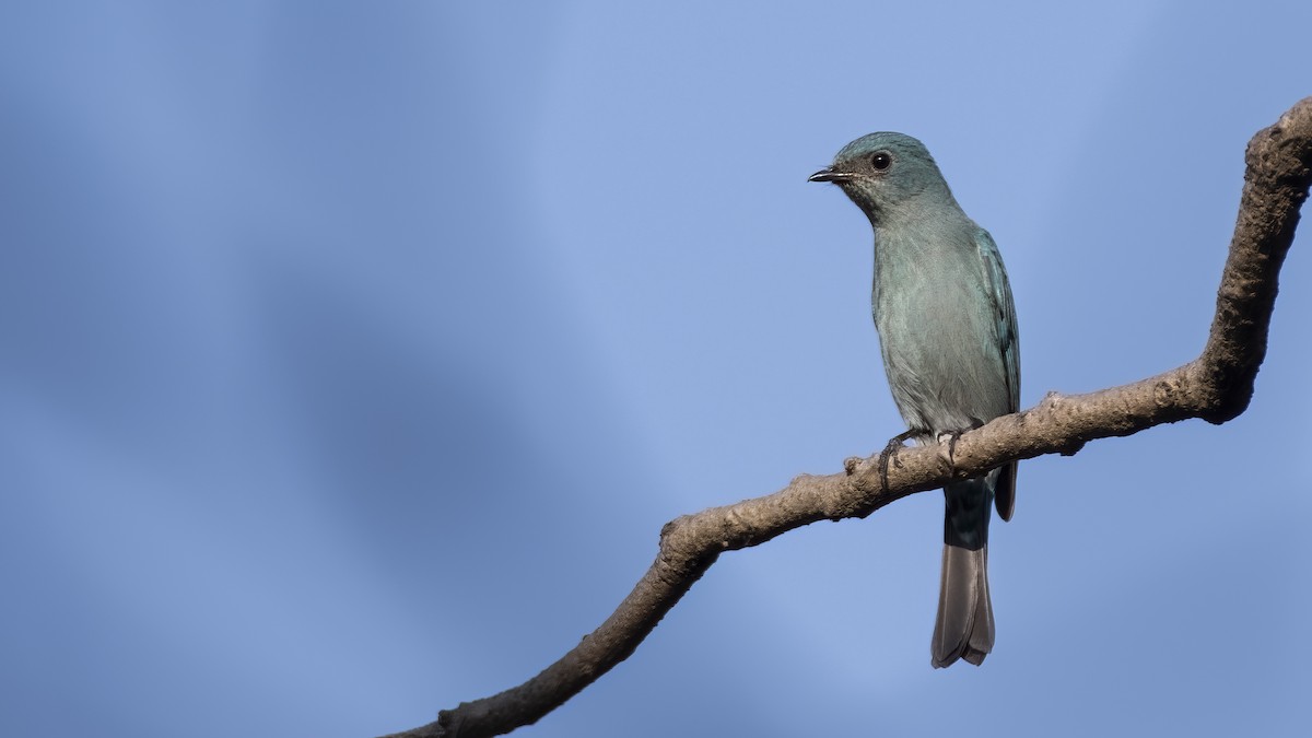 Verditer Flycatcher - ML646147142
