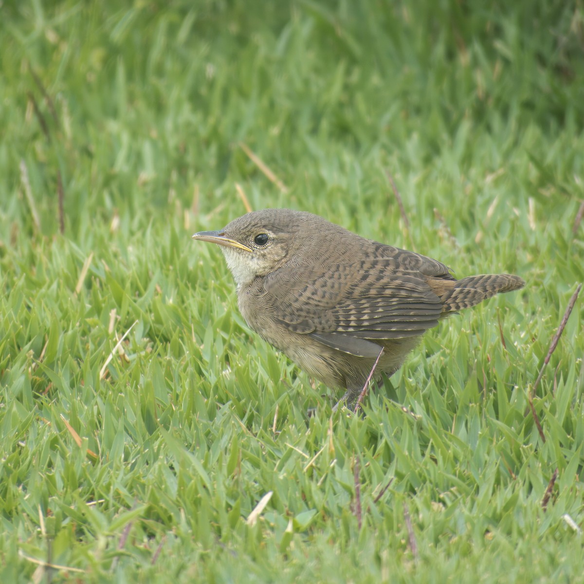 Southern House Wren - ML646147143