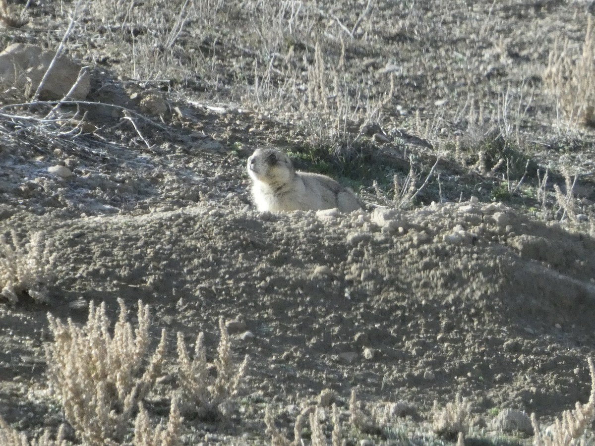 Prairie Dogs - ML646147147
