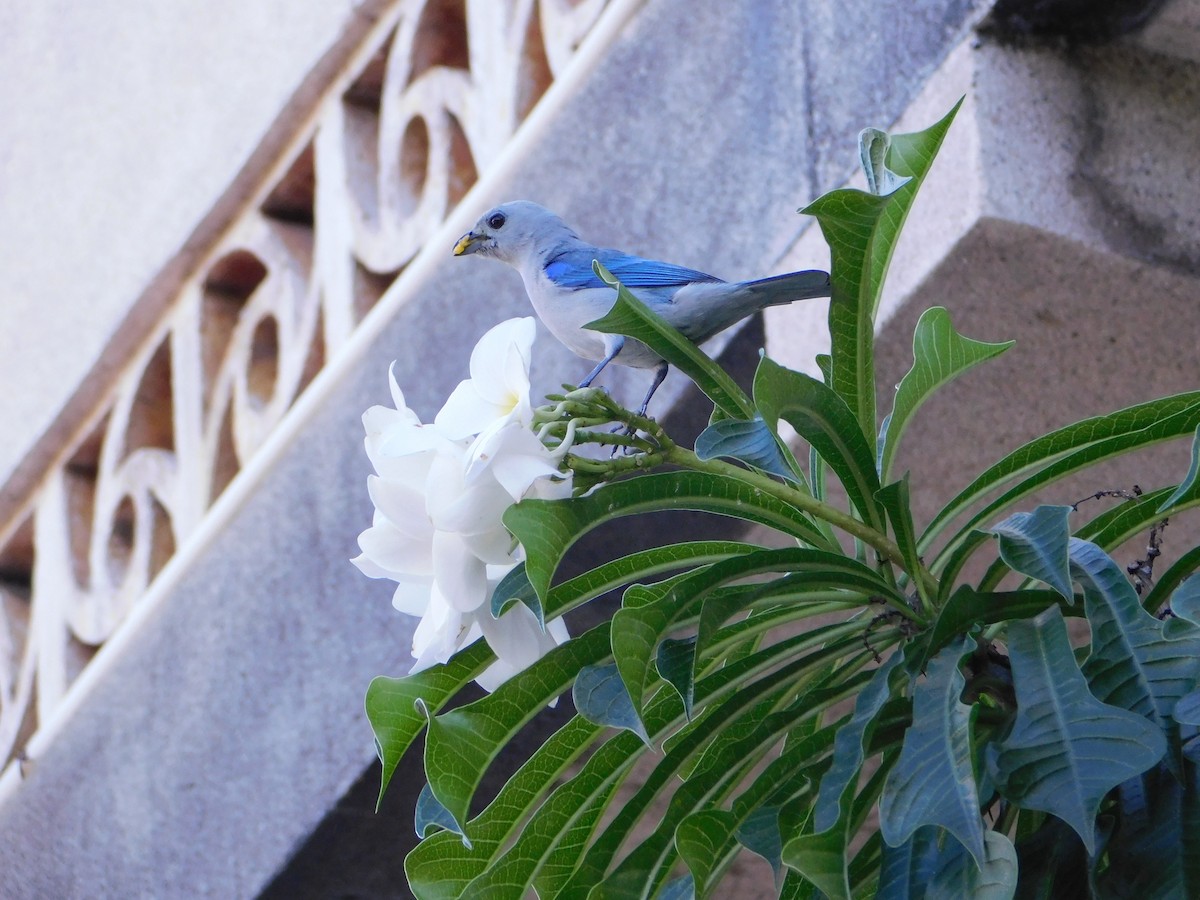 Blue-gray Tanager - ML646147152