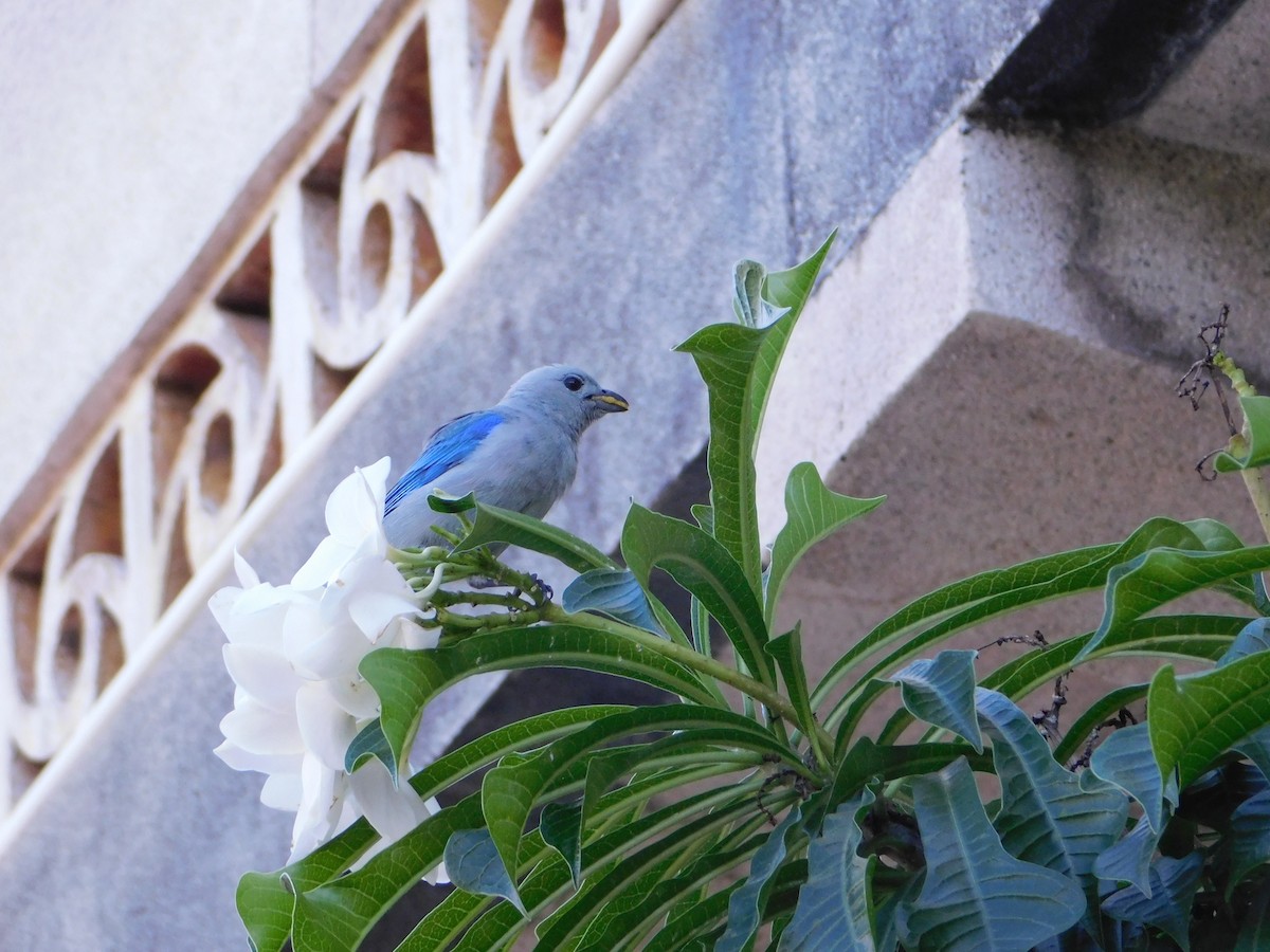 Blue-gray Tanager - ML646147153