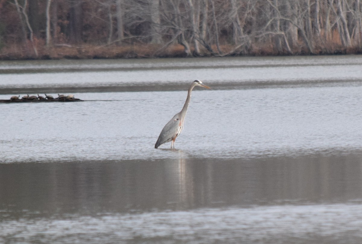 Great Blue Heron - ML646147156