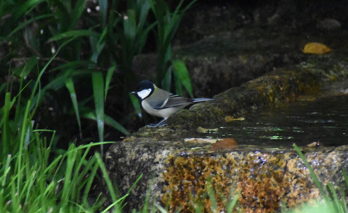 白頰山雀(minor群) - ML646147158