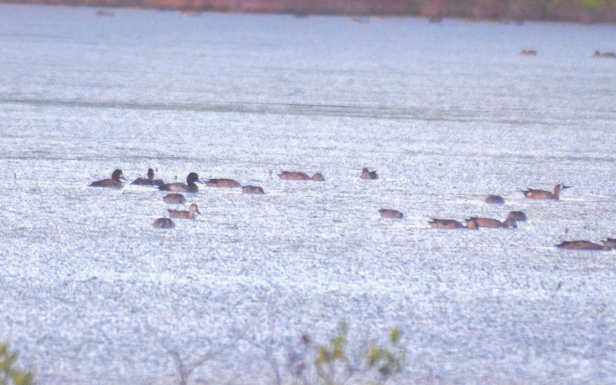 Lesser Scaup - ML646147159