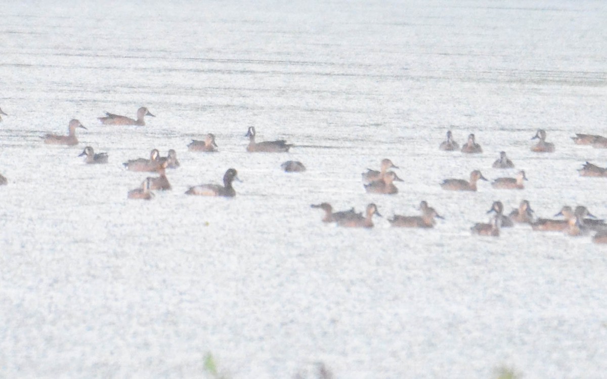 Lesser Scaup - ML646147160