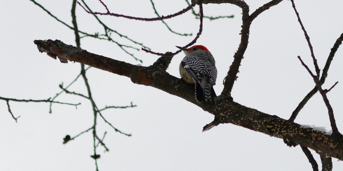 Red-bellied Woodpecker - ML646147161