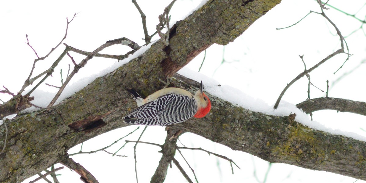 Red-bellied Woodpecker - ML646147162
