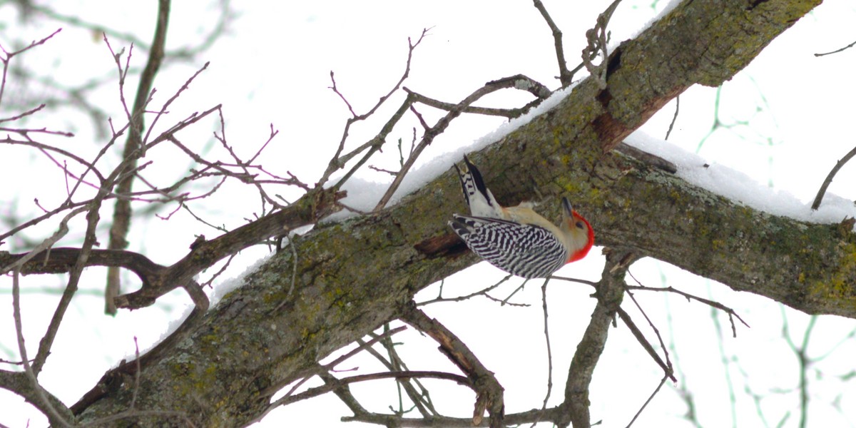 Red-bellied Woodpecker - ML646147163