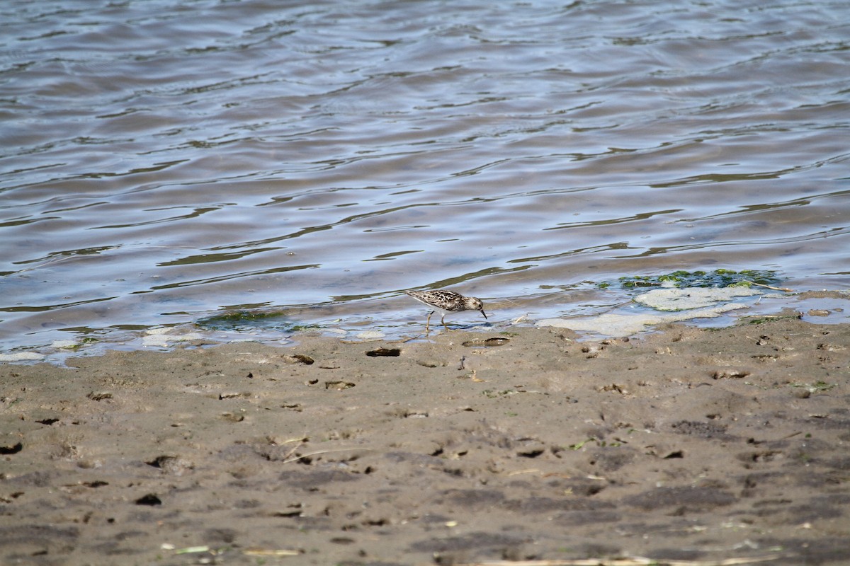Least Sandpiper - ML646147164
