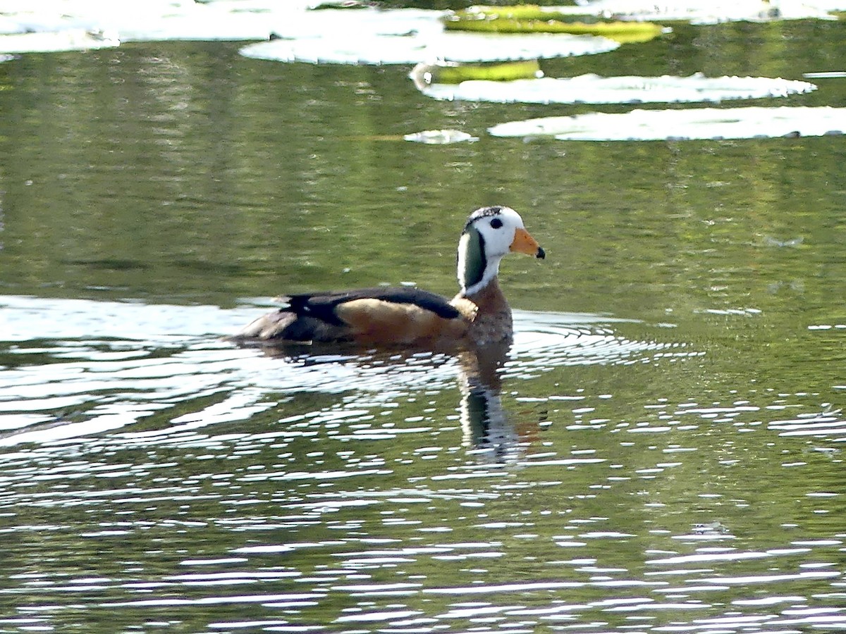 African Pygmy-Goose - ML646147165