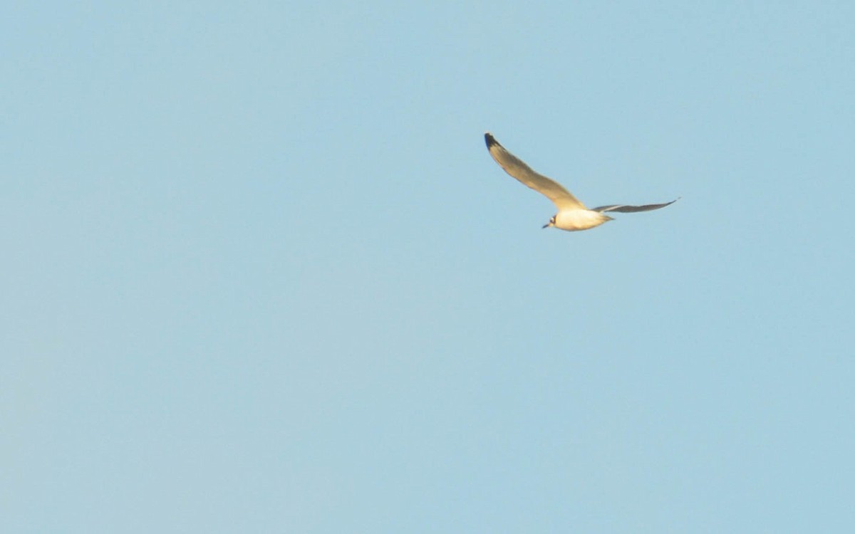 弗氏鷗 - ML646147166