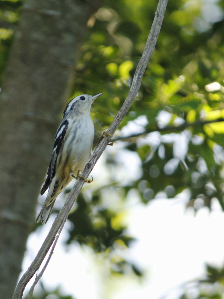 Black-and-white Warbler - ML646147168