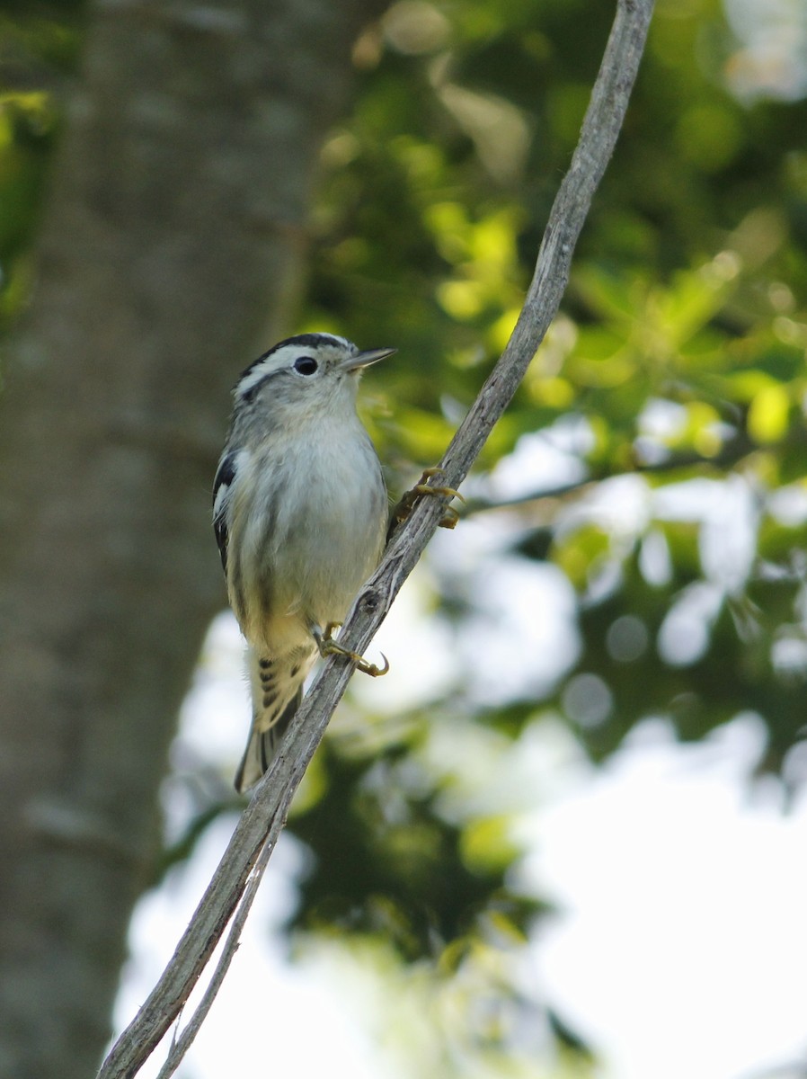 Black-and-white Warbler - ML646147169