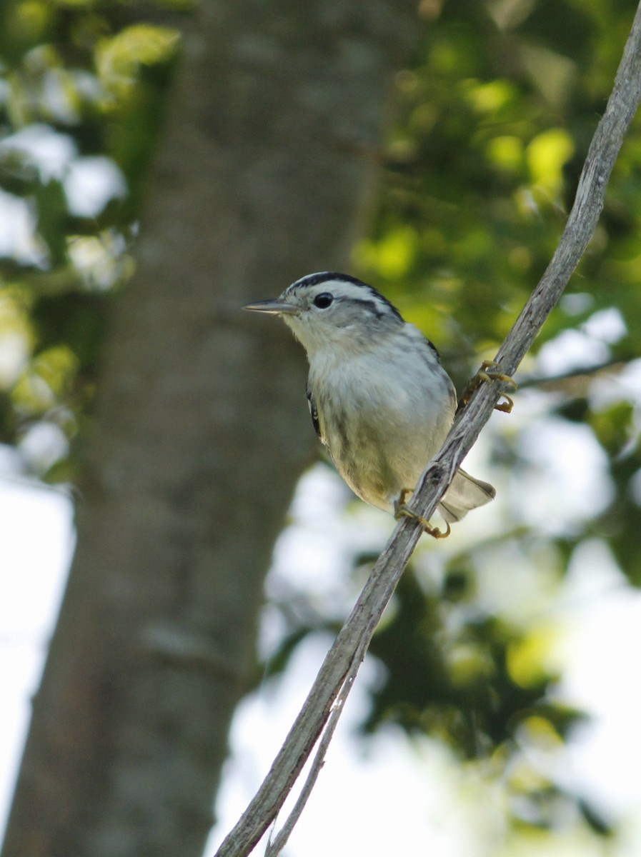 Black-and-white Warbler - ML646147170