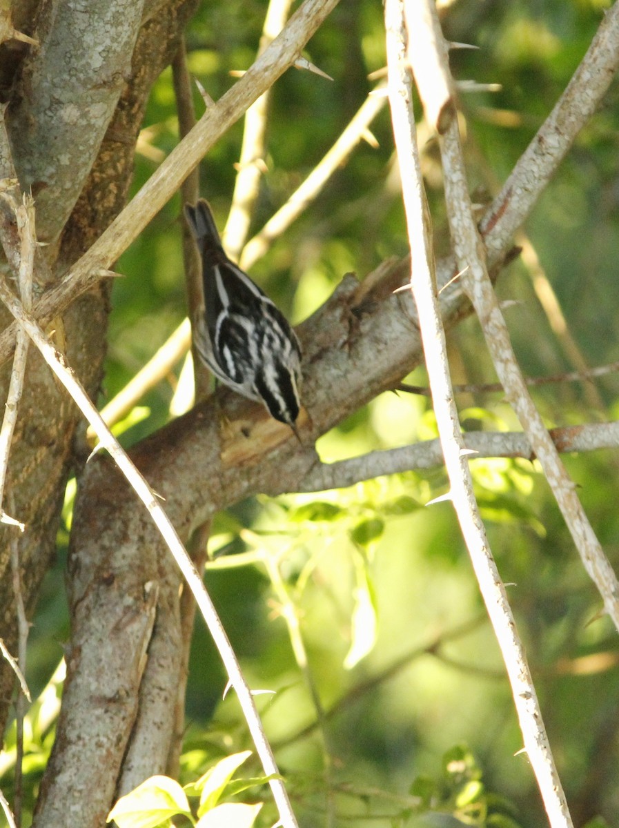 Black-and-white Warbler - ML646147171