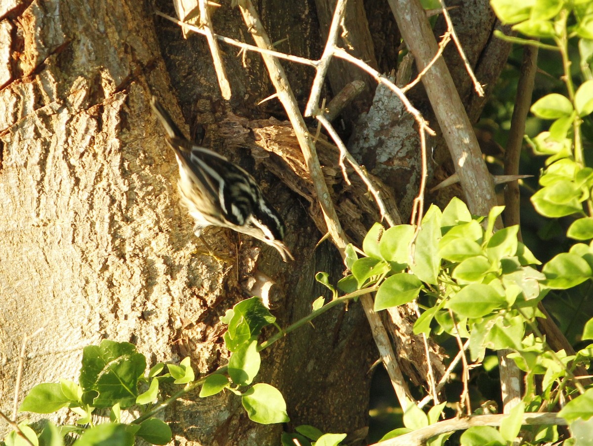 Black-and-white Warbler - ML646147172